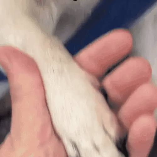 GlowTrim - Trygg kloklippning med LED-ljus och inbyggd slip